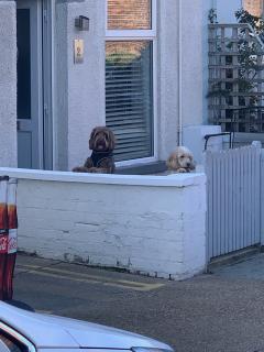 Guest Walkers Ani The Dog and Ruby The Dog interested in what's going on - unpacking in Gorleston